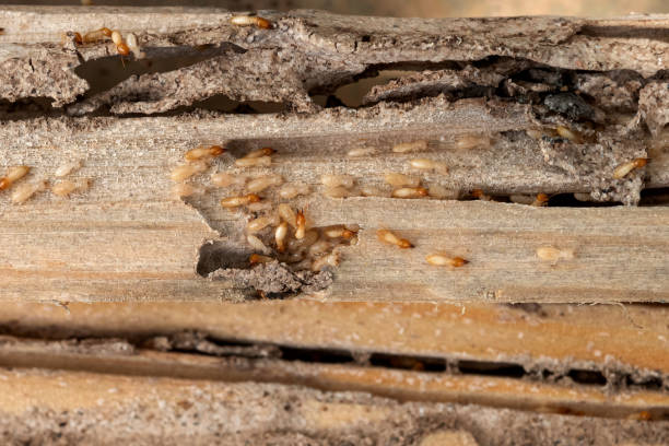 Best Pest Prevention Services  in Soquel, CA