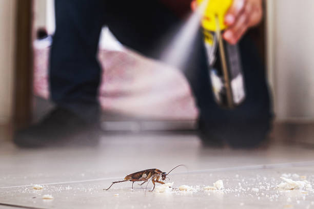 Best Insect Control  in Soquel, CA