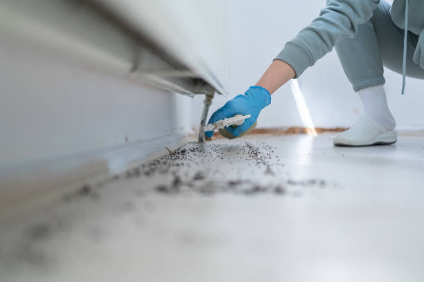 Best Termite Control Services  in Soquel, CA